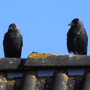 Eurasian Jackdaw