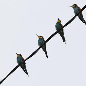 European Bee-eater