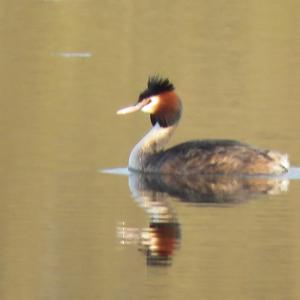 Great Crested Grebe