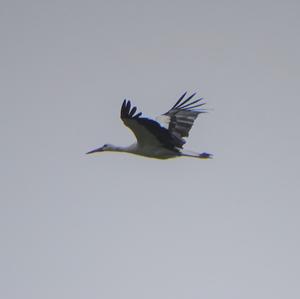 White Stork