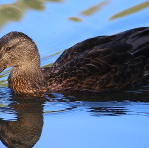 Mallard