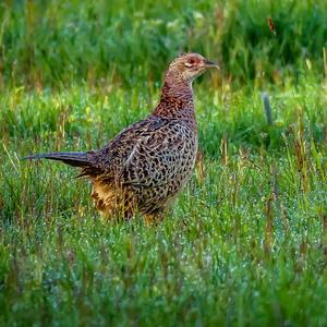 Common Pheasant