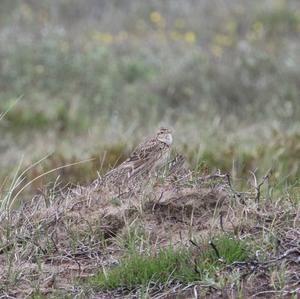 Wood Lark