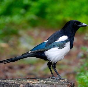 Black-billed Magpie