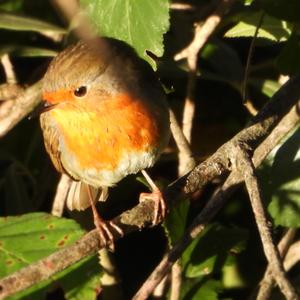 European Robin