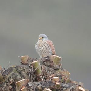 Common Kestrel