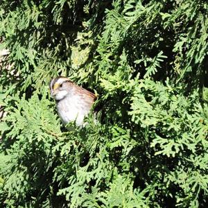 White-throated Sparrow