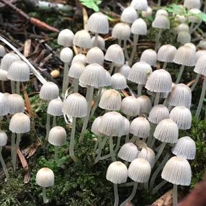 Non-inky Coprinus