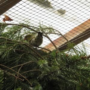 Eurasian Siskin