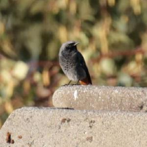 Black Redstart