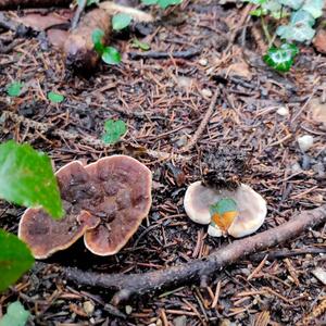 Funnel Polypore