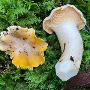 Chanterelle, Common