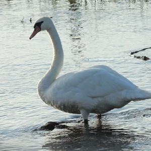 Mute Swan