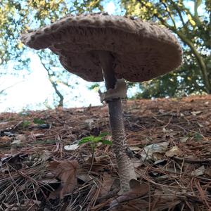 Parasol Mushroom