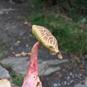 Red-cracked Bolete