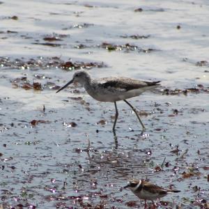 Common Greenshank