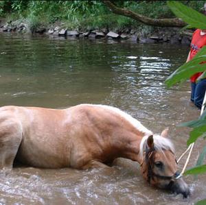 Haflinger