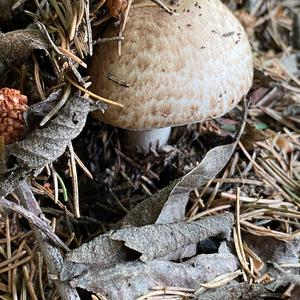 Red-staining Mushroom