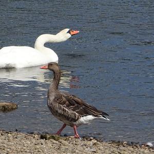 Mute Swan