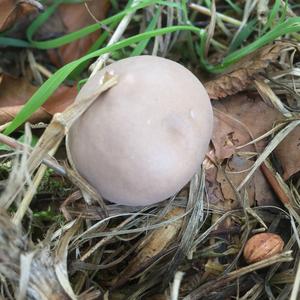 Gem-studded Puffball