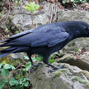 Carrion Crow