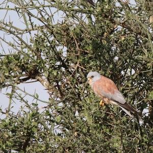 Lesser Kestrel