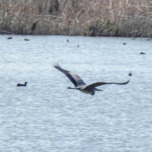 Grey Heron