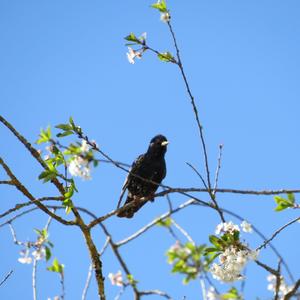 Common Starling