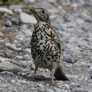 Mistle Thrush