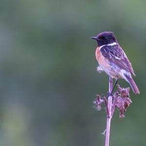 European stonechat