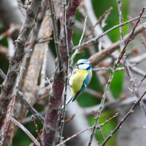 Blue Tit