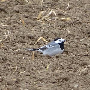 White Wagtail