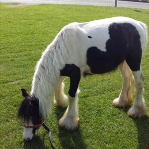 Gypsy Vanner Horse