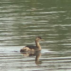 Little Grebe