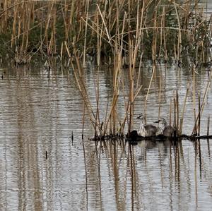 Great Crested Grebe