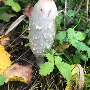 Shaggy Mane