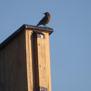 Black Redstart