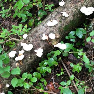 Oyster Mushroom