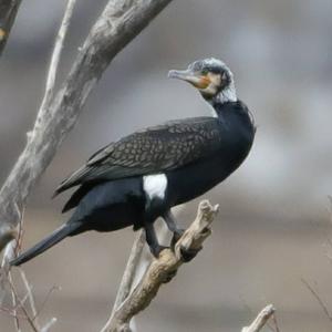 Great Cormorant