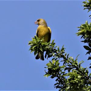 European Greenfinch