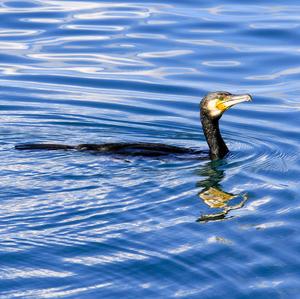 Great Cormorant