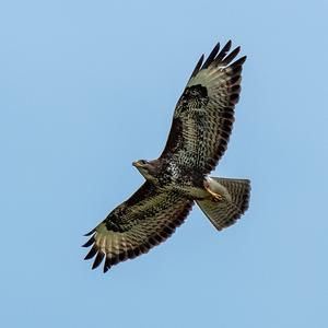 Common Buzzard