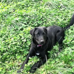 Unknown Breed