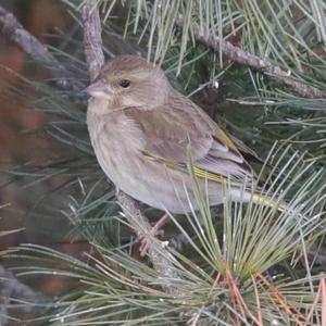 European Greenfinch