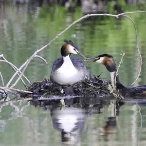 Great Crested Grebe