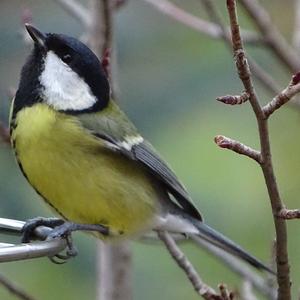 Great Tit