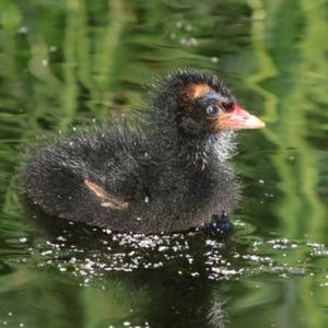 Common Moorhen