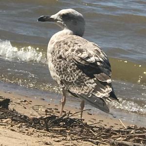 Herring Gull