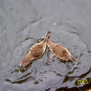 Mandarin Duck