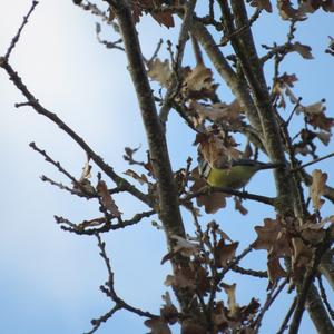 Blue Tit